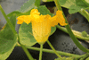 Cucurbita maxima Turbino; fleurs-M