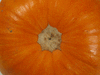 Cucurbita pepo Small sugar; ombilics