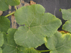 Cucurbita pepo Citrouille de Touraine; feuilles