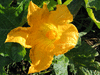 Cucurbita pepo Table gold; fleurs-F