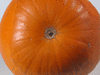 Cucurbita pepo Big moon (Halloween); ombilics