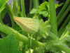 Cucurbita pepo Yugoslavian fingers; fleurs-F