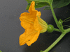 Cucurbita pepo Baby bear; fleurs-F