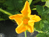 Cucurbita pepo F1 Appalachian; fleurs-F