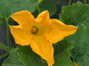 Cucurbita pepo Mozolevskaya; fleurs-M