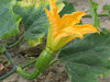 Cucurbita pepo Mozolevskaya; fleurs-F