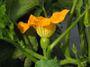 Cucurbita pepo F1 Aspen; fleurs-F