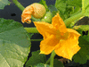 Cucurbita pepo F1 Lil' pump-ke-mon; fleurs-M