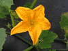 Cucurbita pepo Winter luxury; fleurs-M