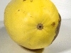 Cucurbita pepo Courge spaghetti; ombilics