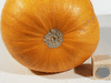 Cucurbita pepo F1 Longface; ombilics