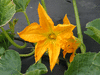 Cucurbita pepo Lady Godiva; fleurs-M