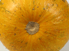 Cucurbita pepo Lady Godiva; ombilics