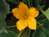 Cucurbita pepo Pomme d'or; fleurs-M