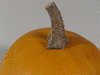 Cucurbita pepo Pomme d'or; pedoncules