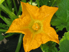 Cucurbita pepo Mother Lode; fleurs-F