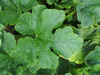 Cucurbita pepo Mother Lode; feuilles