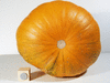 Cucurbita pepo Mother Lode; ombilics