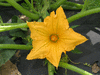 Cucurbita pepo Jack be little; fleurs-F