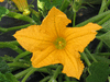 Cucurbita pepo Jack be little; fleurs-M