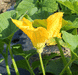 Cucurbita pepo Jack be little; fleurs-M