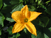 Cucurbita pepo Mini baby boo; fleurs-M
