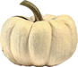 Cucurbita pepo Mini baby boo; fruits