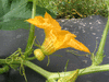 Cucurbita pepo Mini baby boo; fleurs-F