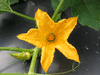 Cucurbita pepo Mini baby boo; fleurs-F
