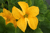 Cucurbita pepo Mini baby boo; fleurs-M