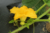 Cucurbita pepo Mini baby boo; fleurs-F