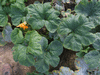 Cucurbita pepo Courge de Bresse jaune; feuilles