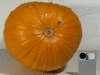 Cucurbita pepo Courge de Bresse jaune; ombilics