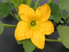 Cucurbita pepo Ptisson verruqueux panach; fleurs-M