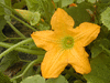 Cucurbita pepo F1 Ptisson summer satellit; fleurs-M