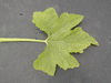 Cucurbita pepo F1 Ptisson summer satellit; feuilles
