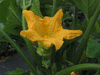 Cucurbita pepo F1 Pâtisson summer satellit; fleurs-F