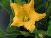 Cucurbita pepo F1 Pâtisson summer satellit; fleurs-F