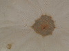 Cucurbita pepo F1 Pâtisson summer satellit; ombilics