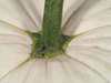 Cucurbita pepo F1 Pâtisson summer satellit; pedoncules