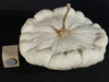 Cucurbita pepo F1 Pâtisson summer satellit; fruits