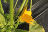 Cucurbita pepo F1 Pâtisson summer satellit; fleurs-M