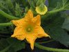 Cucurbita pepo Patisson de l ile Maurice; fleurs-M