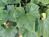 Cucurbita pepo Ptisson de lle Maurice; feuilles