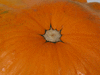 Cucurbita pepo Ptisson de lle Maurice; ombilics