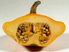 Cucurbita pepo Ptisson de lle Maurice; coupes