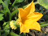 Cucurbita pepo Flying saucer; fleurs-F
