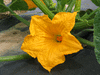 Cucurbita pepo Flying saucer; fleurs-F