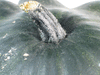 Cucurbita pepo Flying saucer; pedoncules