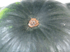 Cucurbita pepo Flying saucer; ombilics